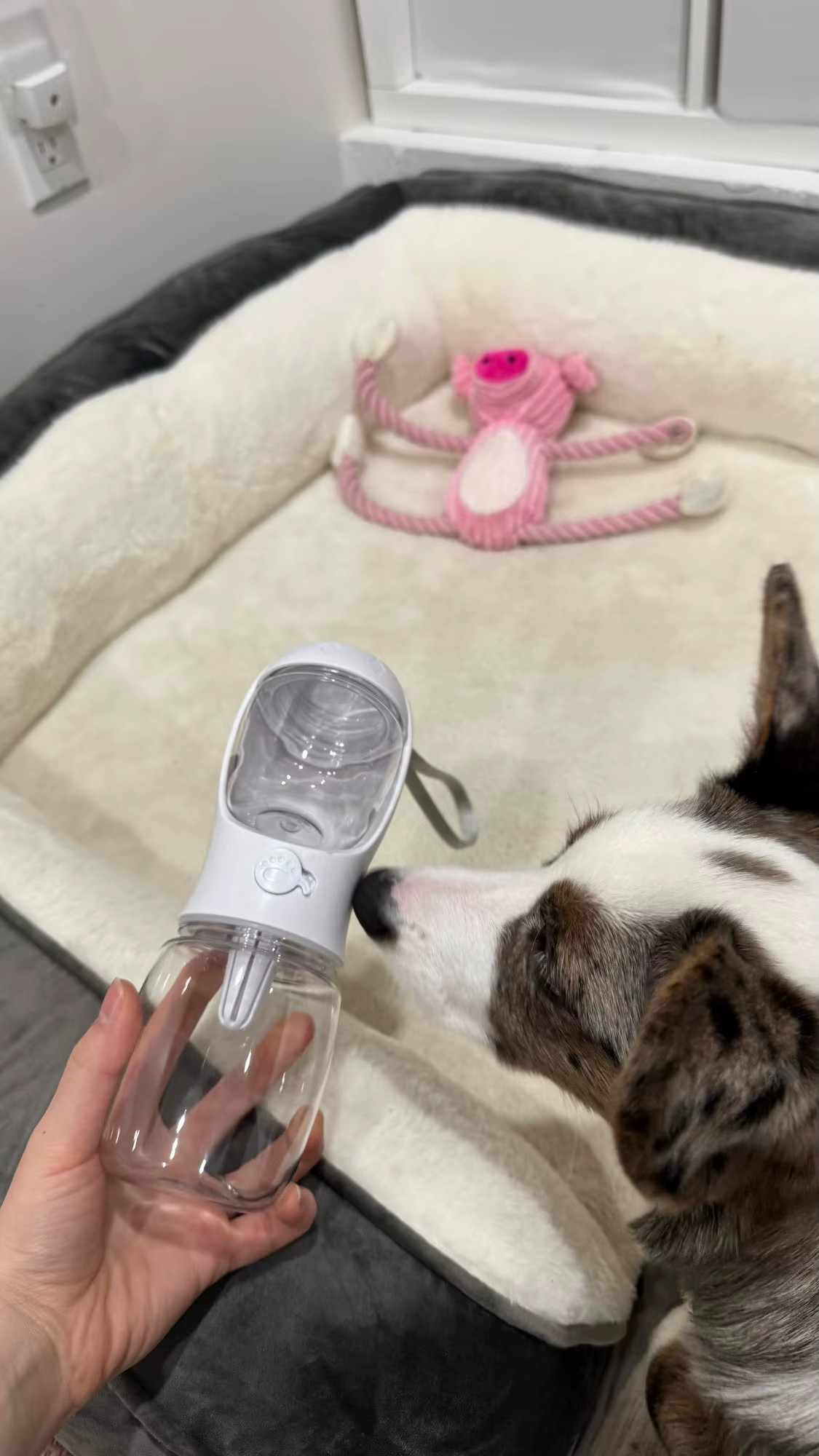 350ml Portable Dog Water & Food Bottle Dispenser with Bowl (12oz) - Pet Travel